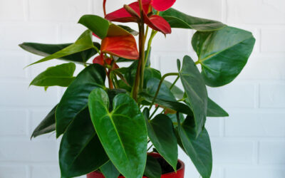 Anthurium Rojo - Planta Duradera de Interior