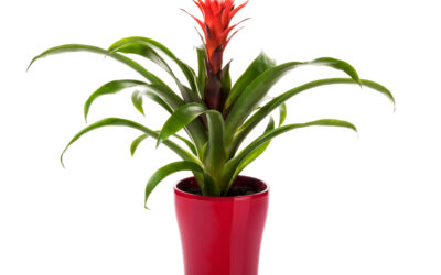 Bromelia, Planta de Interior para Regalar