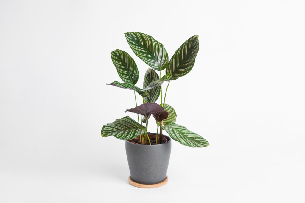 Planta de Interior Calathea Online - Regalar Planta de Interior