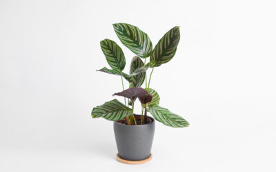 Planta de Interior Calathea Online - Regalar Planta de Interior