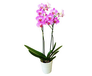 Orquídea de Dos Varas (Rosa) - Planta de Interior Elegante