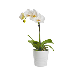 White Phalaenopsis Orchid to Spain - Elegant Houseplant | Botanic Flora