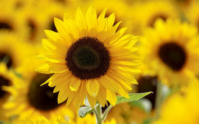 Learn the meaning of sunflowers and their amazing story