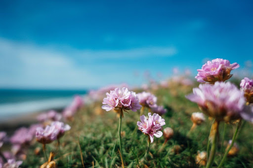 Temps de Flors