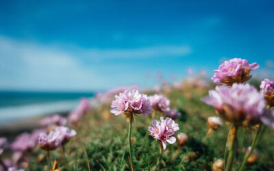 Girona: Temps de Flors, magical event on May